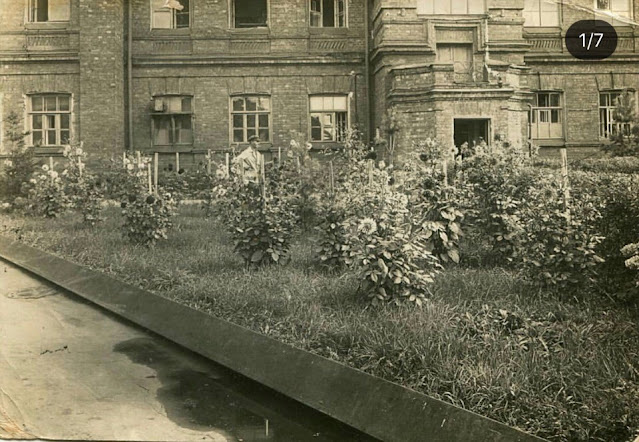 Георгины во дворе Заводоуправления Сестрорецкого завода, 1950-е годы