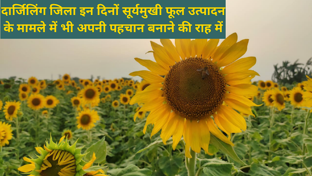 दार्जिलिंग जिला इन दिनों सूर्यमुखी फूल उत्पादन के मामले में भी अपनी पहचान बनाने की राह में।