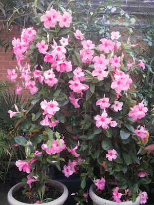 Mandevilla