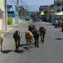 Joven choca con una vaca en Barahona; fue llevado grave al hospital Jaime Mota