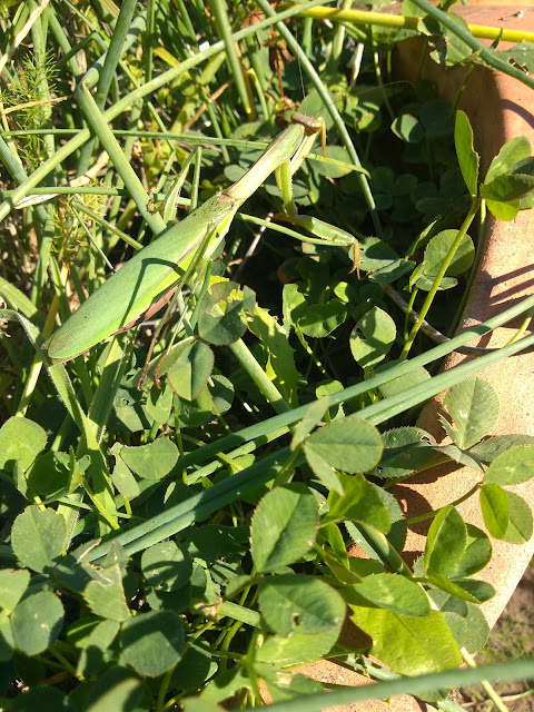 large green mantis clover