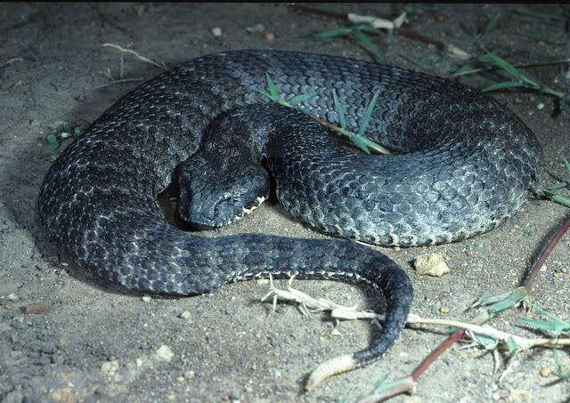 Гадюка смерти (Acanthophis antarcticus)