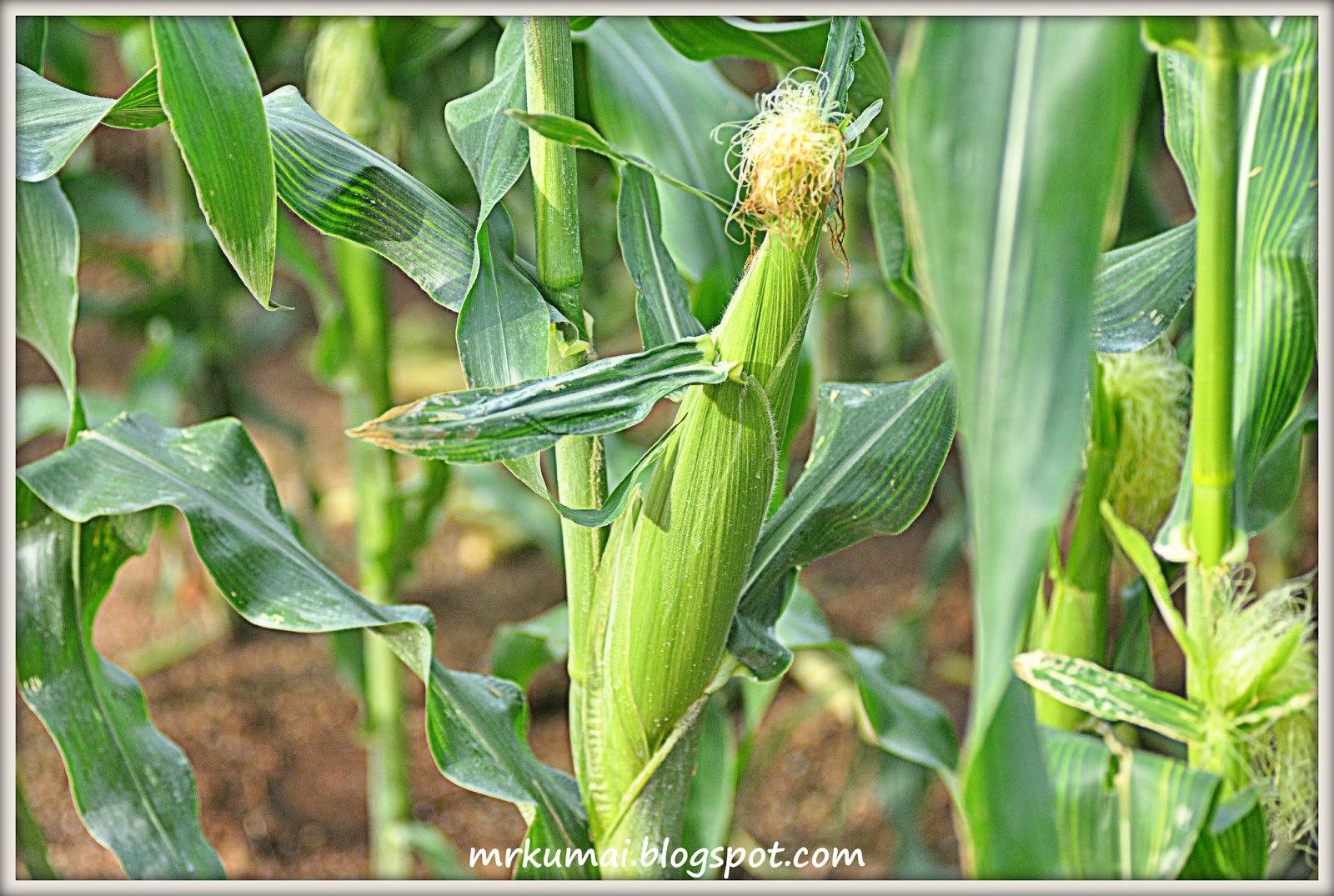 mrkumai blogspot com Kebun  Jagung  di Cameron Highlands