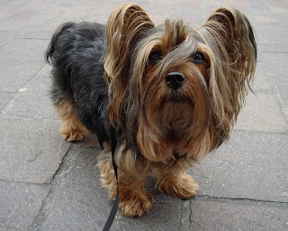 Silky Terrier Cachorro Imagen