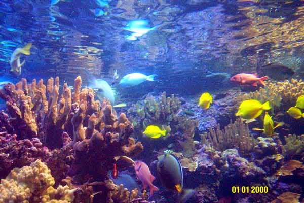 Gambar Ikan Laut Dunia Binatang Gambar Ikan Laut Dunia Binatang