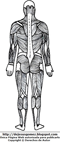 Músculos del cuerpo humano (Vista posterior) para colorear  pintar (Músculos de un hombre parte trasera) . Dibujos del músculo hecho por Jesus Gómez