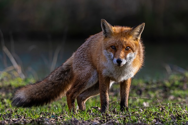 Red fox facts and information