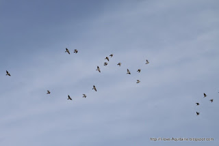 Pigeons in the air