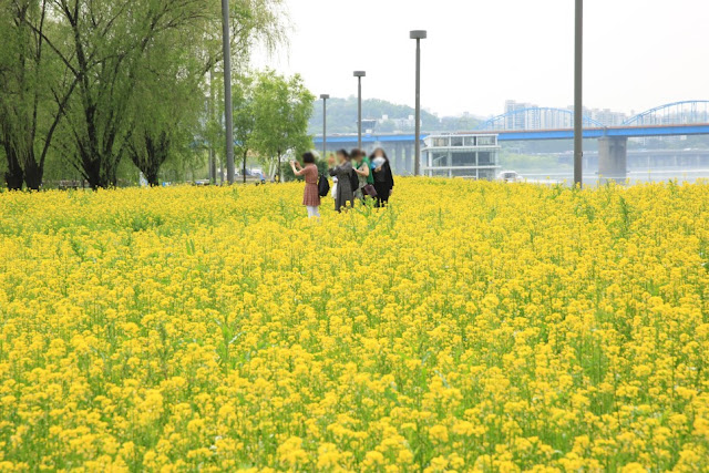 Hangang Seoraeseom Canola Festival