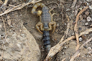 Scorpion | Description, Classification, Habitat, Diet, and Facts