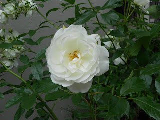 A beautiful white rose against a background of green foliage