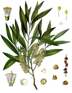 Çay ağacı (Melaleuca leucadendra)