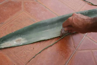 "Obtención de la fibra vegetal del agave"