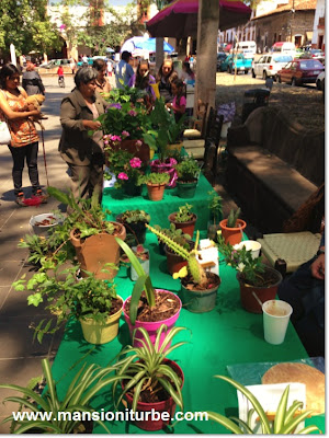 Plant Exchange in Patzcuaro