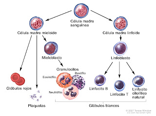 Leucemia cutis puede ocurrir cuando las células de la leucemia de células entran en la piel. Los parches y las úlceras pueden ser de cualquier tamaño en particular y suelen ser tan o rosa en color.