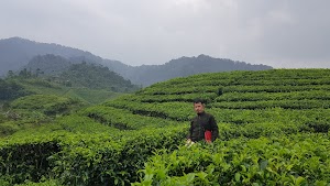 Merasakan Sejuknya Curug Cibeureum, Curug Cicandra dan Kebun Teh Cianten