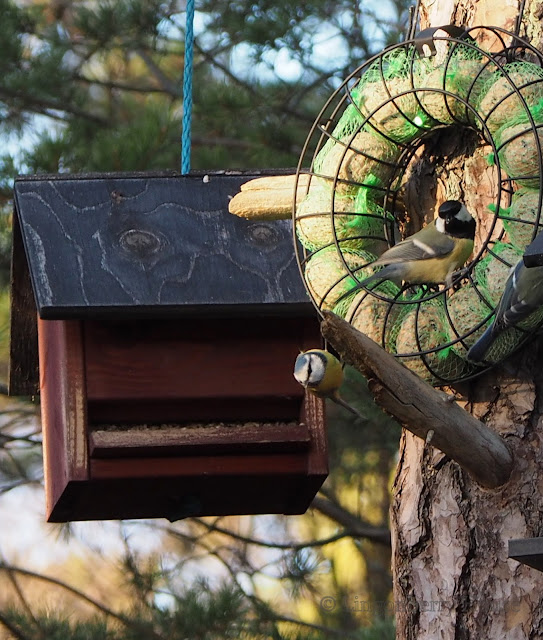 lingonberryhouse, bird feeding, lintujen ruokinta, tintti