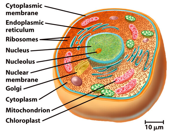 What is cell and cell theory