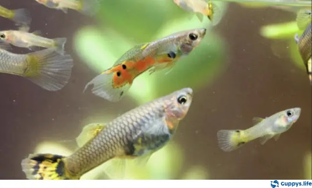 Signs of aging in guppies