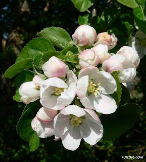 Apple Trees picture