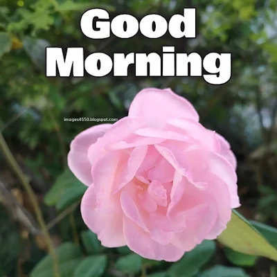 beautiful good morning images 2025