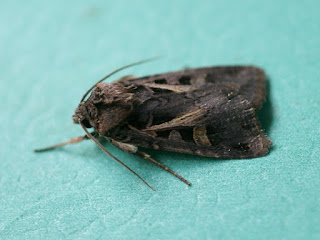 Feltia herilis - Papillon nocturne du Québec