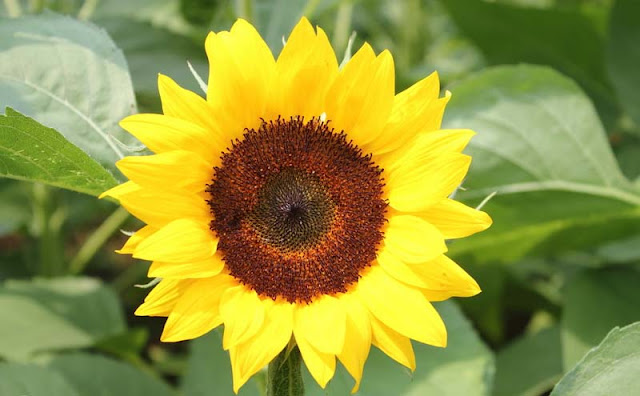 Sunflower Pictures