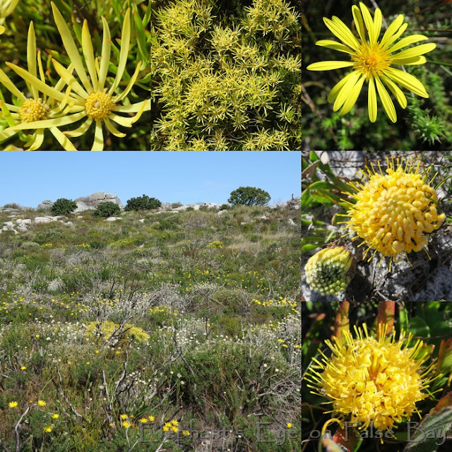 Yellow July flowers at Slangkop