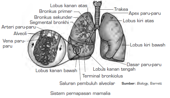 Sistem Pernapasan Hewan  Vertebrata Respirasi Vertebrata