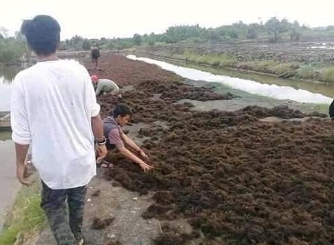 Rumput Laut