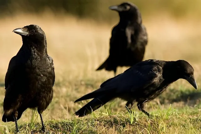 La sorprendente lealtad de las grajillas: cambian de amigos por comida, pero nunca abandonan a sus familias, revelando valiosas lecciones sobre la evolución de la inteligencia y las decisiones sociales.