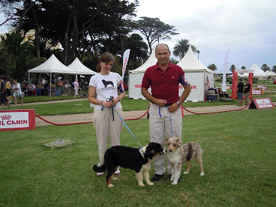 pastor australiano na exposição canina do estoril