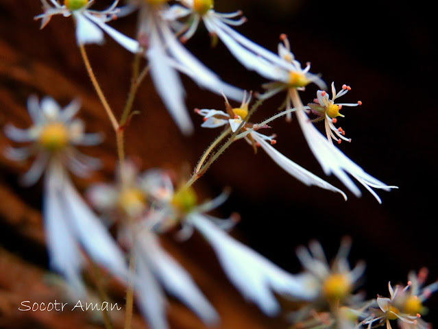 Saxifraga cortusaefolia