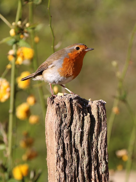 Robin Britain's favourite garden bird-life between the flowers pictures of English gardens & plants