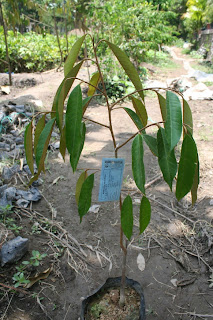 jual bibit durian di bombana