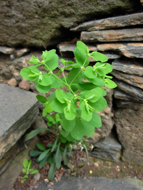 Euphorbia peplus