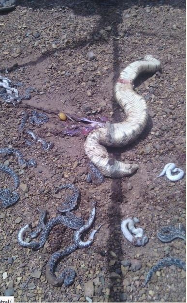 Nigerian Man Kills Heavily Pregnant Snake...See the Many Baby Snakes That Came Out of It (Photos)