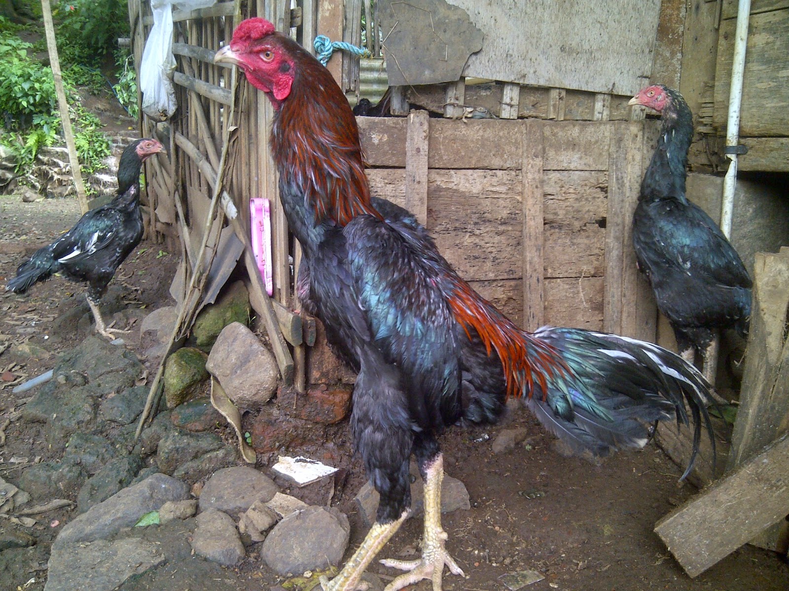  Ayam  Aduan  Garut Desember 2014