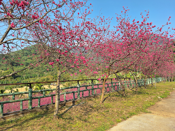 嘉義番路半天岩紫雲寺半天岩櫻花園區，壺豆花賞櫻園區免費參觀