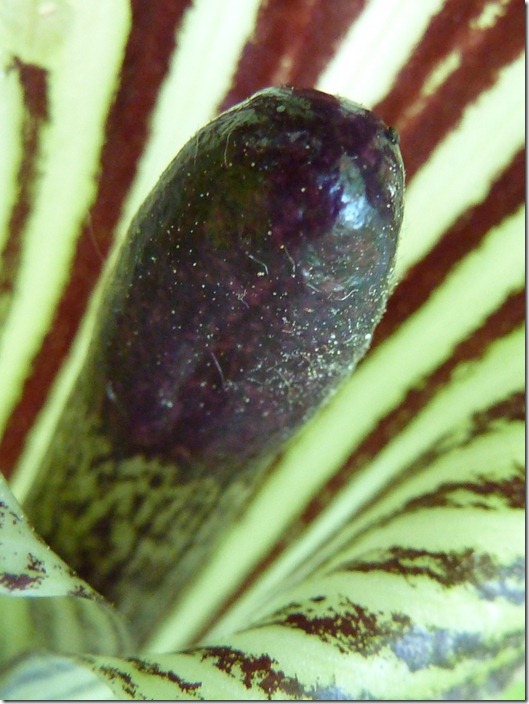 P1090037