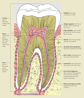 structure of tooth, dentin , enamel, dentinal tubules