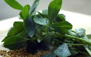 Health Benefits of Fenugreek Plant