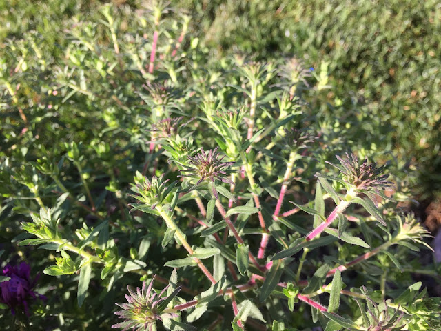 Aster novae-angliae 'Purple Dome'