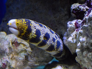 Murène étoilée - Echidna nebulosa - Murène à flammes - Murène à cristaux de neige