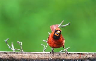 male cardinal, all red