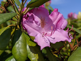 Rhododendronblüte Hintergrund unscharf