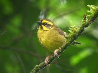 Birds Yellow Finch