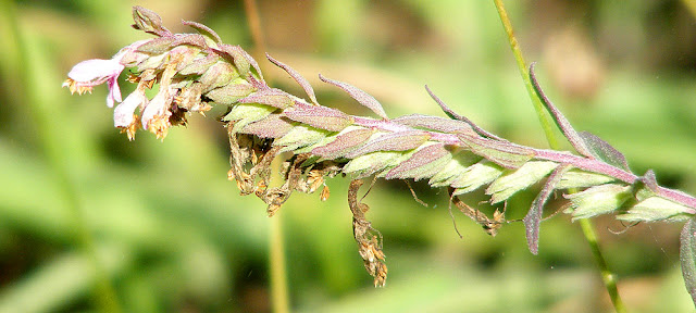 Red Bartsia	Odonites vernus, Indre et Loire, France. Photo by Loire Valley Time Travel.