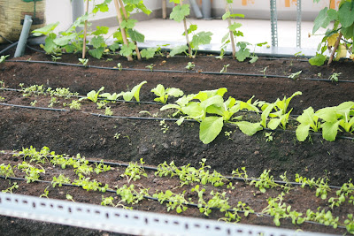 Áp dụng hệ thống tưới nhỏ giọt cho trồng rau trên sân thượng