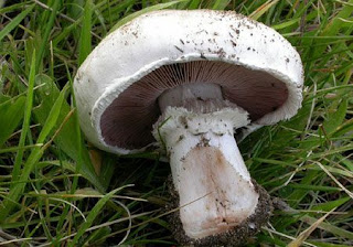 Agaricus bisporus - Champiñón común